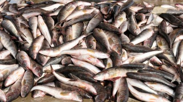 한때 고등어보다 흔했는데… 이제는 수입산에 밀려 잊혀지고 있는 '국민 생선'