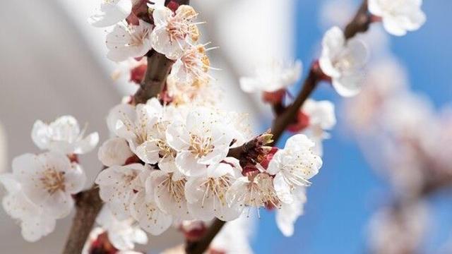 서울 벚꽃 시즌 도래! 개화시기와 꽃놀이 명소는?