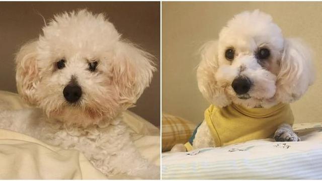 “강아지가 넋이 나간 건 처음 본다” 거듭된 파양에 곡기를 끊은 멍구 [함께할개]