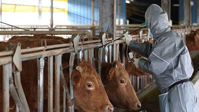 가축전염병에 경영난·통상문제까지…한우농가 '삼중고'