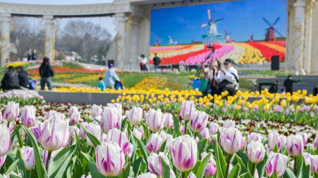 봄날 맞아 에버랜드 튤립 축제를 즐겨요 [포토뉴스]