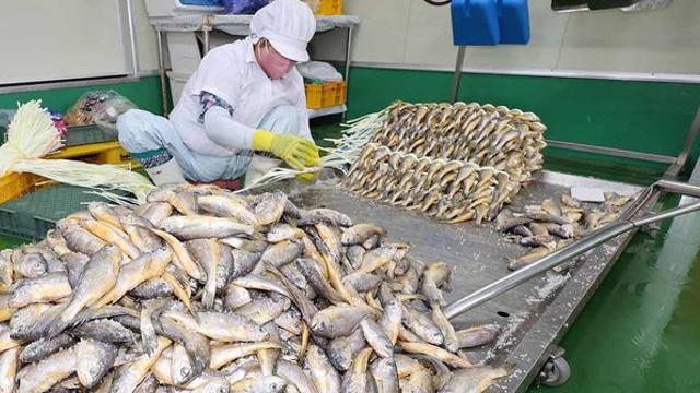 1마리에 25만원짜리까지... 비싸서 한때는 뇌물용으로 쓰인 한국 생선