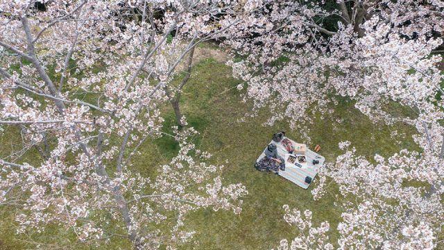 봄꽃 만개한 봄캉스로 봄의 향연을 즐긴다