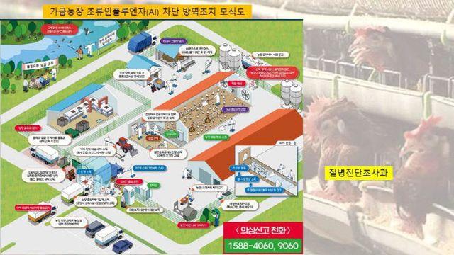 세종시 산란계 농장, 고병원성 AI 확진에 방역 비상