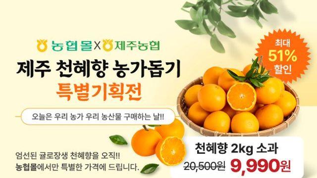 제주산 만감류 소비 부진... 농협, 소비촉진 총력전