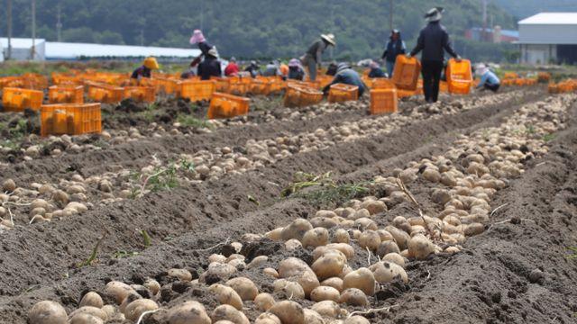 미국산 LMO 감자 '수입 적합' 판정… 미국 통상 압박 때문?
