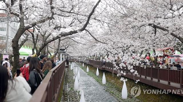 산불 장기화 여파 경남 지자체 준비 봄 축제 '연기·취소·축소'