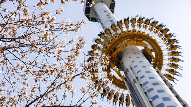 석촌호수 벚꽃, 롯데월드 어드벤처·서울스카이에서 색다르게 즐기는 법