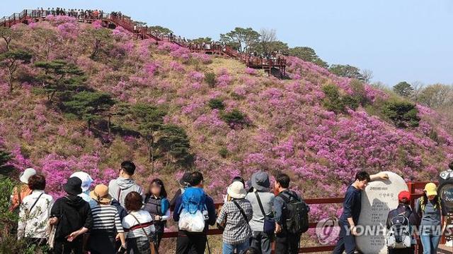 인천 고려산·부천 원미산 진달래 축제 취소…