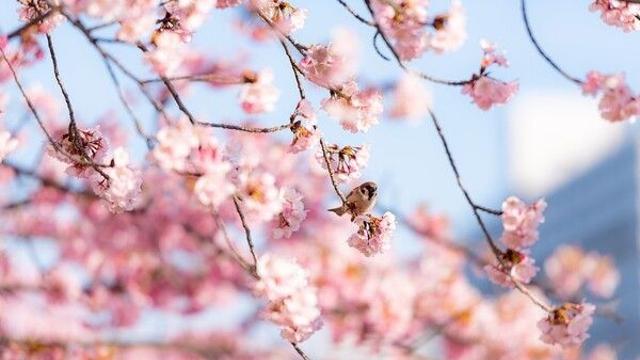경주벚꽃 즐기려면 언제 가야 할까…4월 초 축제 총정리