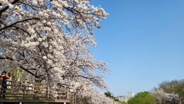 성남시 추천 '가볼 만한 벚꽃길' 명소 9곳…내달초 개화 전망