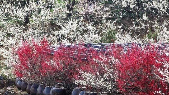 광양매화축제 끝났지만 백운산·옥룡사 등 봄 여행지 주목