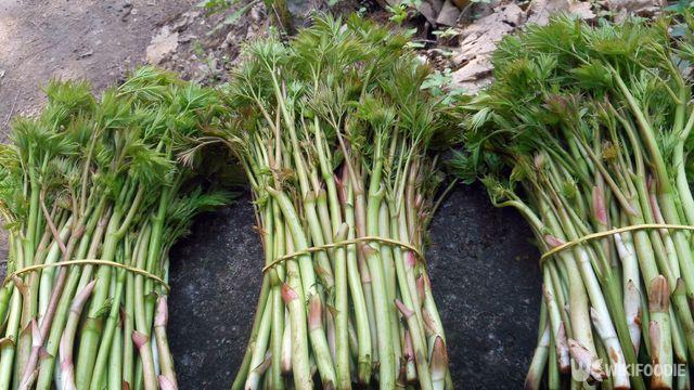 딱 열흘만 캘 수 있다… 울릉도서 제일 먼저 나는 ‘소고기 맛’ 한국 나물