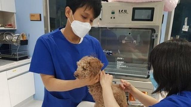 경북도, 산불 피해 지역에 무료 이동 동물병원 운영