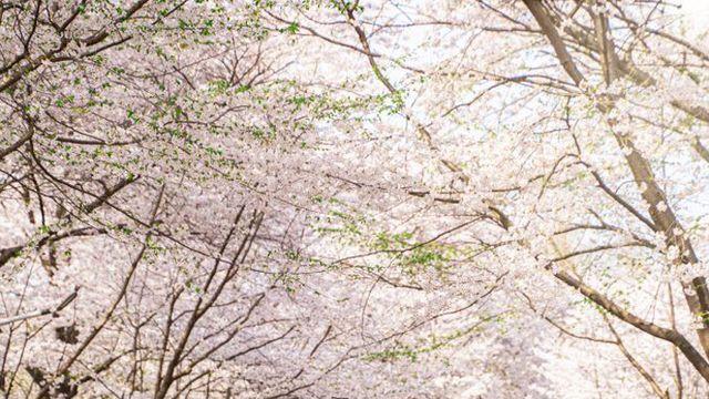 인천에서 봄꽃 보기 좋은 명소 10곳