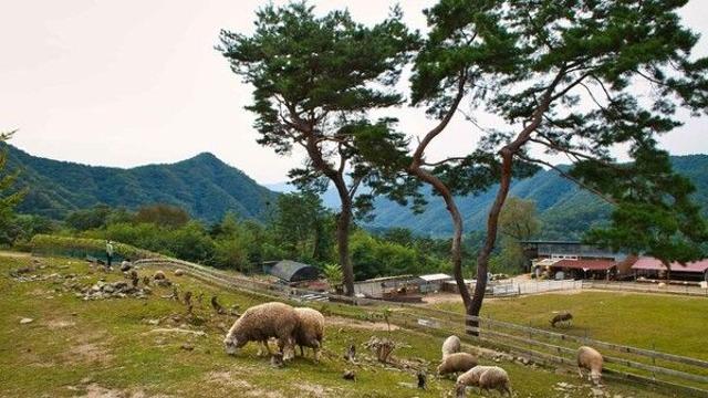 춘천 가볼만한 곳 어디? 목장부터 막국수 체험까지 완벽 코스