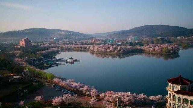경주 벚꽃 명소·유채꽃 명소 포함한 봄 여행지 총정리