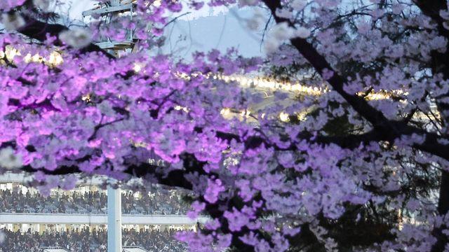 “조금 더 차분하게, 봄의 낭만은 그대로” 렛츠런파크 서울 벚꽃축제 축소 시행