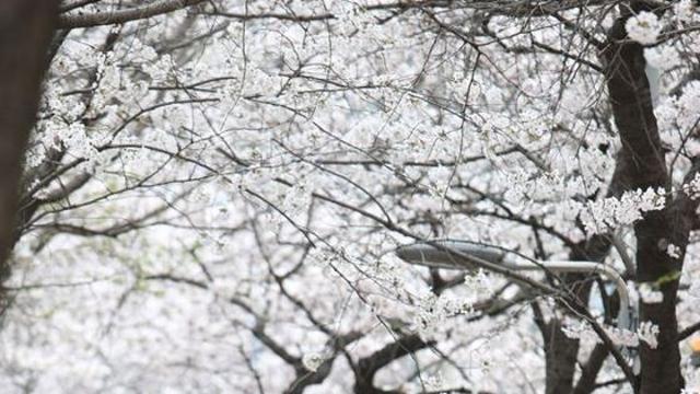 [안양시] ‘안양충훈벚꽃축제’ 오는 5~6일 개최…먹거리 운영 취소 등 축소