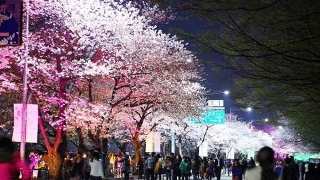 2025년 서울벚꽃개화시기 명소는 어디일까?