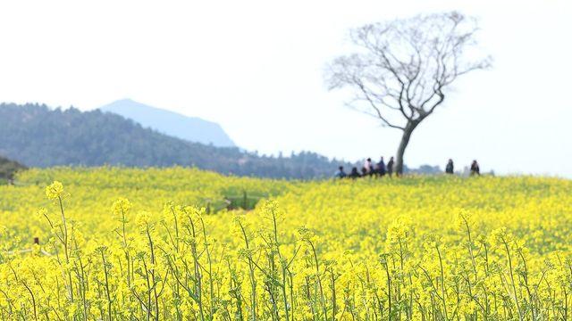 4월 첫날 한낮 13∼18도 '포근'…일교차 15도 안팎으로 커