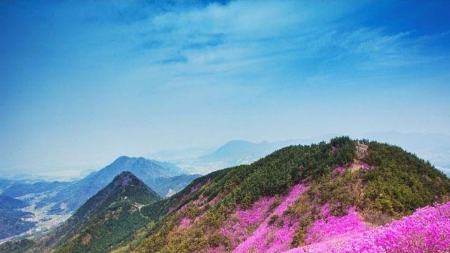 영남권 대형산불 여파, 창원 천주산 진달래 축제도 취소