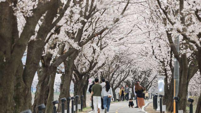‘2025 보은 벚꽃길 축제’, 보청천 뚝방 20km 벚꽃길축제 4일(금)~13일 열어