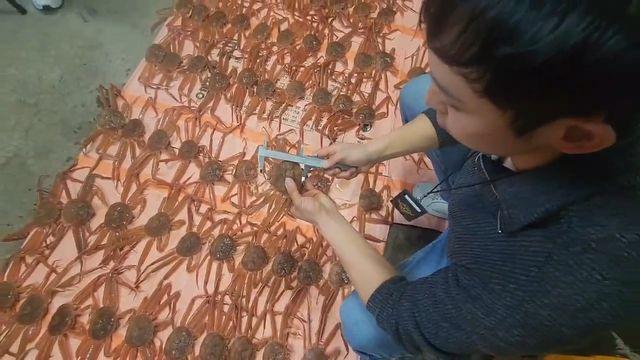 동해해경, 체장미달 대게 144마리 불법 포획한 선장 검거