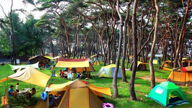 '캠핑의 계절' 영동 송호관광지 캠핑장 재개장