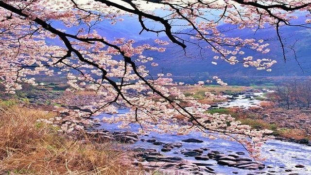 하동 봄 여행 추천 명소 4곳