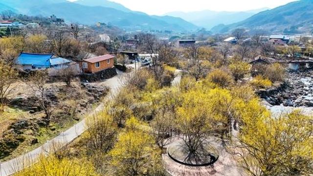 봄의 전령사, 산수유의 유혹