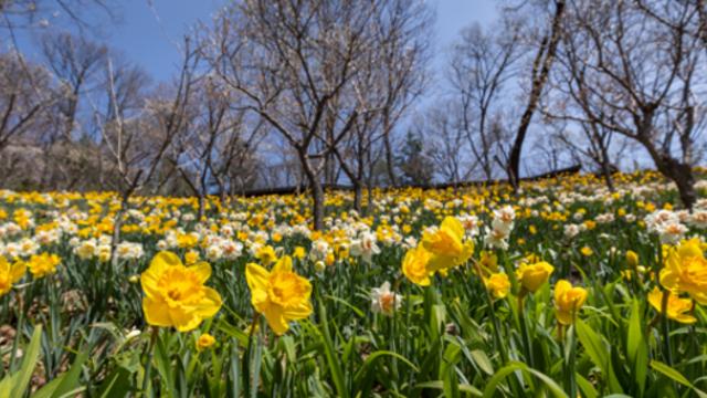 '화담숲 봄 수선화 축제' 벚꽃 만개 시기·예약·입장료는?