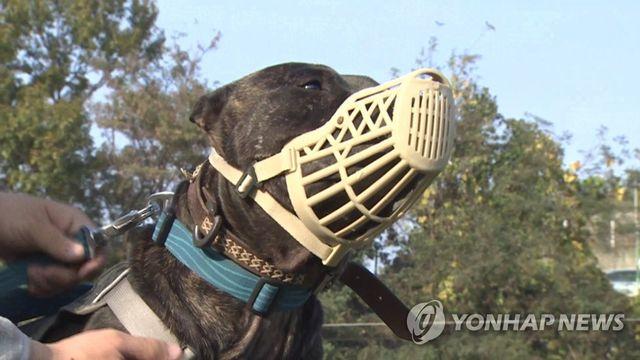 맹견 키우려면 허가 받아야…경남도 '맹견 기질평가' 실시