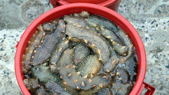 태안 앞바다 34곳에 해삼 산란·서식장…내년까지 144억원 투입