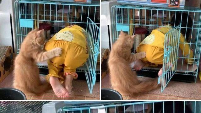 고양이 공동육아를 맹신하면 안 되는 이유