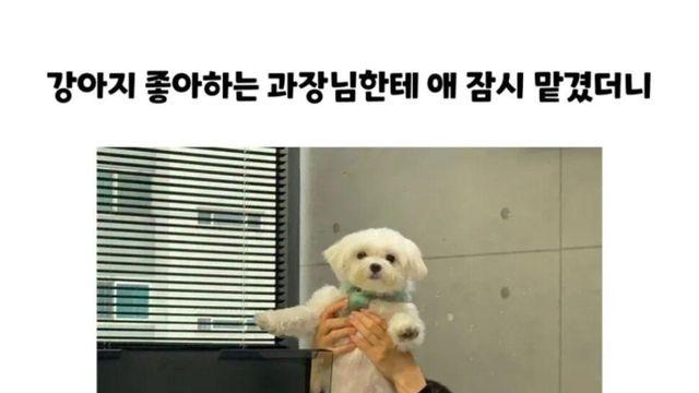 과장님에게 팔려간 강아지의 최후.jpg