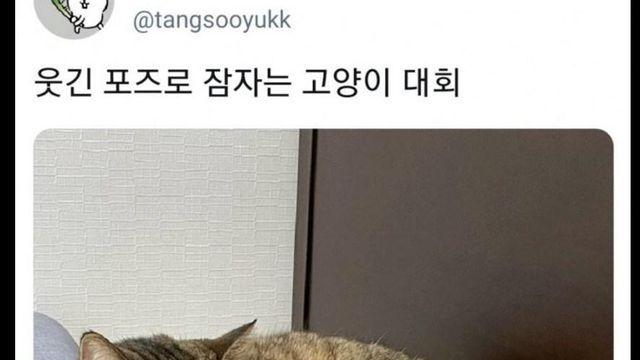 고양이의 기묘한 취침.jpg