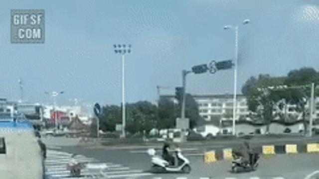 우리집 댕댕이 산책 시키는 방법.