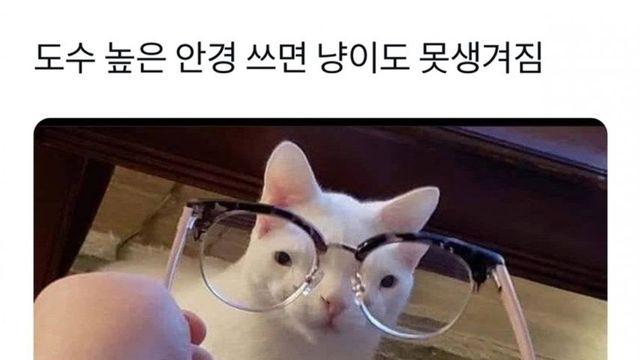 도수 높은 안경 쓰면 냥이도,,