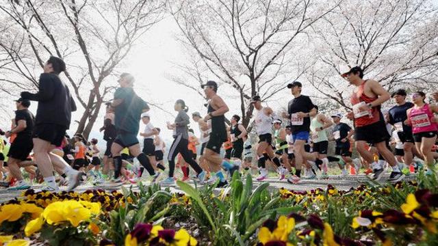 대청호 벚꽃길 마라톤대회 