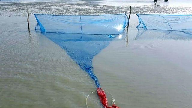 1kg에 무려 4000만원까지 나간 적도... 한국에서 금만큼 비싼 물고기