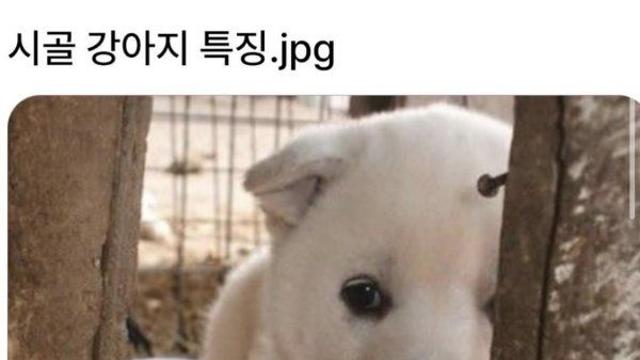 시골 강아지 특징