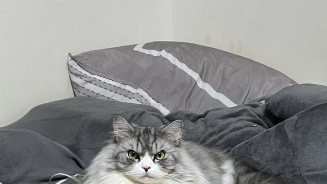 진짜로 화난 고양이 표정.twt