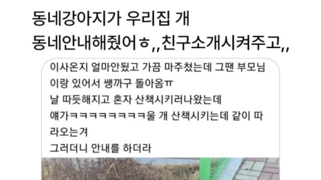 동네 강아지가 가이드역할 해줌