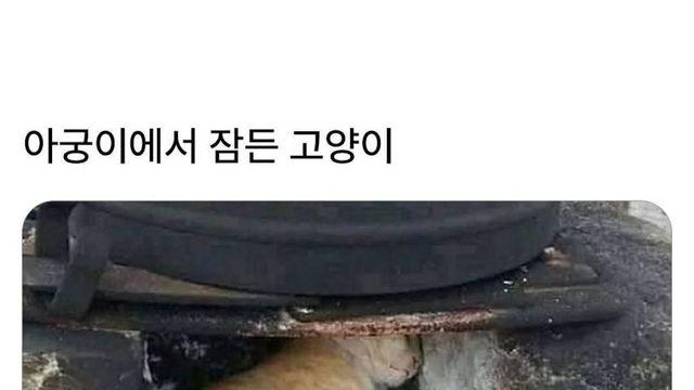 아궁이에서 잠든 고양이,,