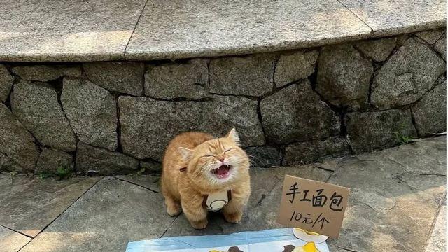 갓 구운 따끈따끈한 빵 파는 냥이 사장님,,