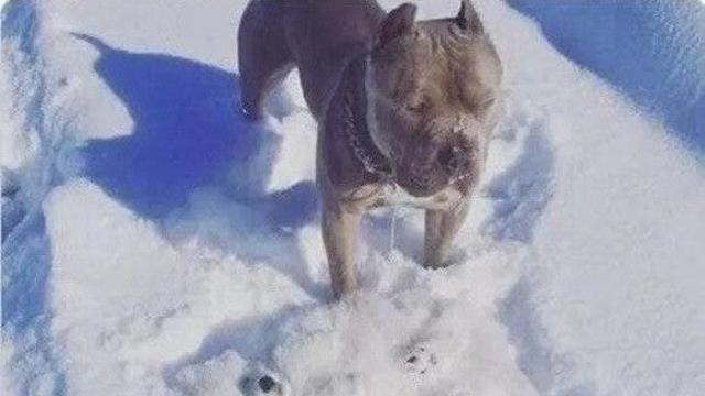 같이 놀던 친구가 없어져서 당황한 댕댕이