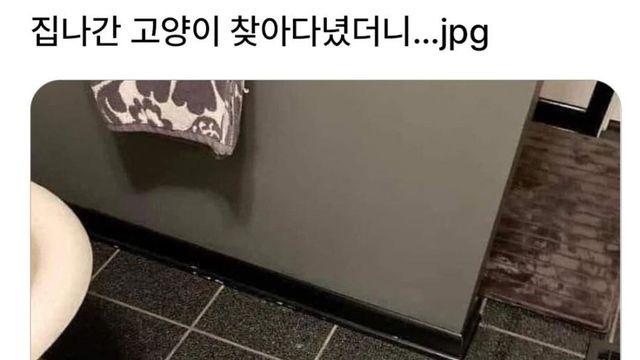 집나간 고양이 찾아다녔는데