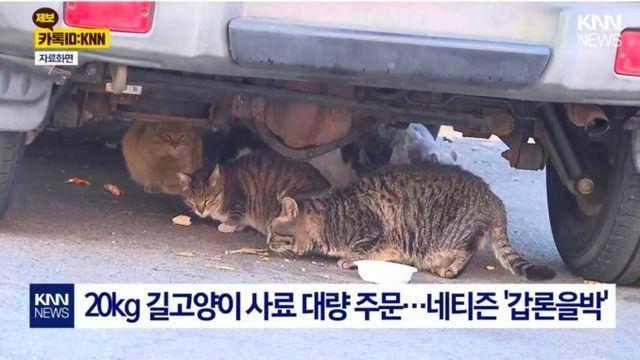 길고양이 사료 대량 주문..택배 기사로부터 받은 전화
