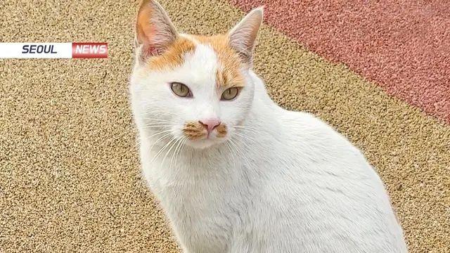 고양이 보호자들이 좋아할 사업시행 예정